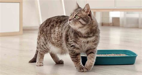 Magical Kitty Litter: Making the Adoption Experience Extraordinary with Surprise Kittens
